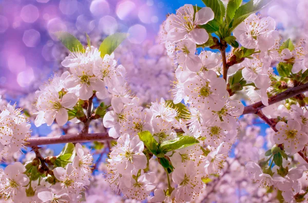 Kirschblüten — Stockfoto