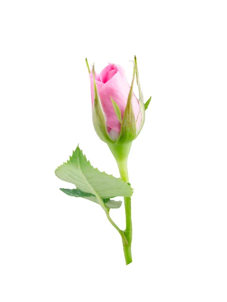 Leuchtend schöne rosa Rose — Stockfoto