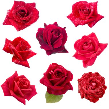 kolaj sekiz kırmızı gül