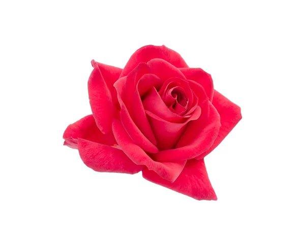 Rote Rose — Stockfoto