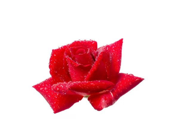 Růže s kapkami Rosy — Stock fotografie