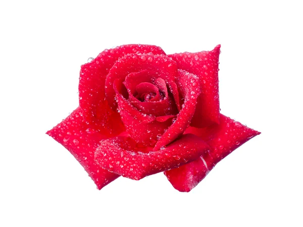Rose with dew drops — Stock Photo, Image
