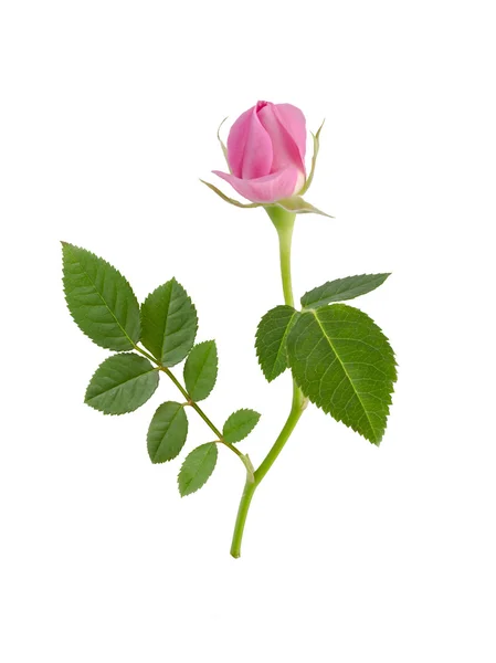 Rosa rosa rosa hermosa brillante —  Fotos de Stock