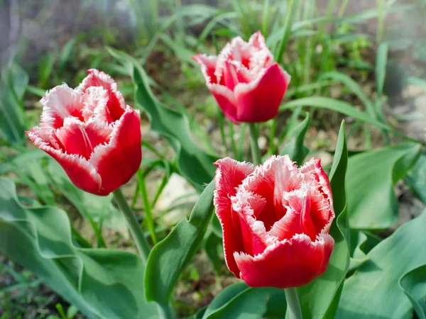 Окаймлённый тюльпан — стоковое фото
