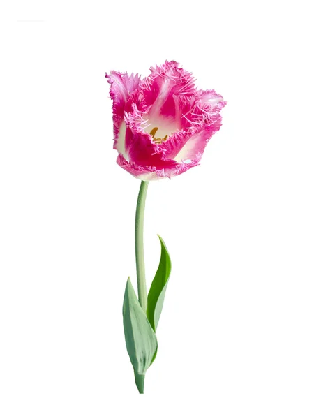 Fransade tulip — Stockfoto