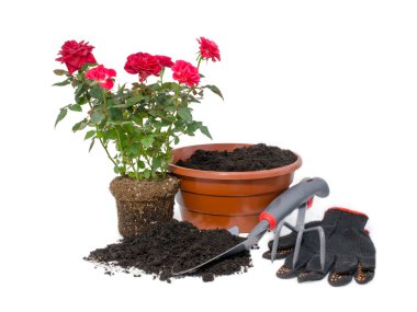 çalı gülleri ve Bahçe aletleri