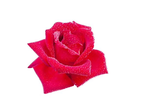 Rosa con gocce di rugiada — Foto Stock
