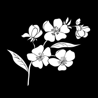 dal kiraz çiçekleri