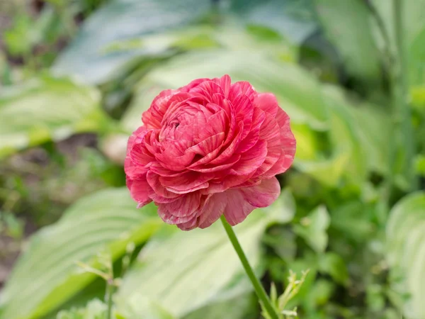 Rosa única flor ranúnculo — Fotografia de Stock