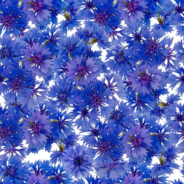 Seamless mönster. bukett av blåklint — Stockfoto