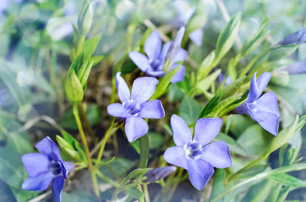 ツルニチニチソウ ビンカ青い春の花 — ストック写真