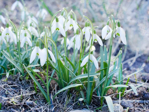 Die ersten Schneeglöckchen — Stockfoto