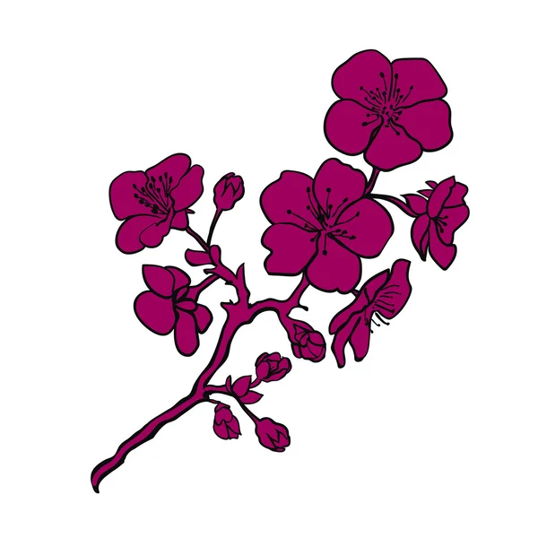 Ramoscello fiori di ciliegio — Foto Stock