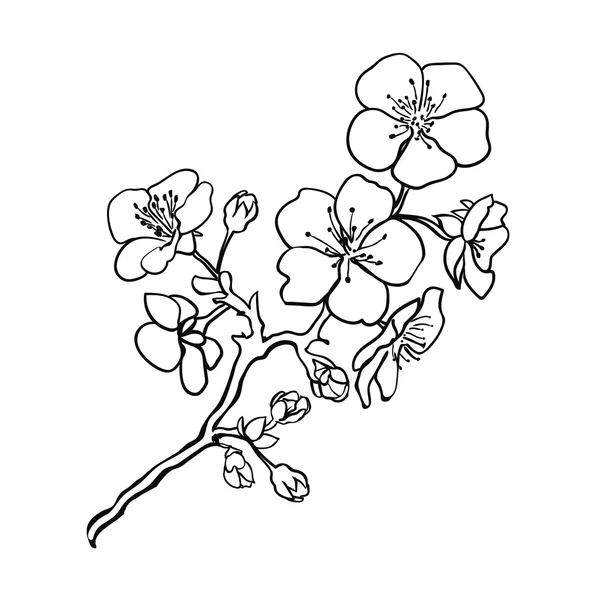 Zweig-Kirschblüten — Stockvektor
