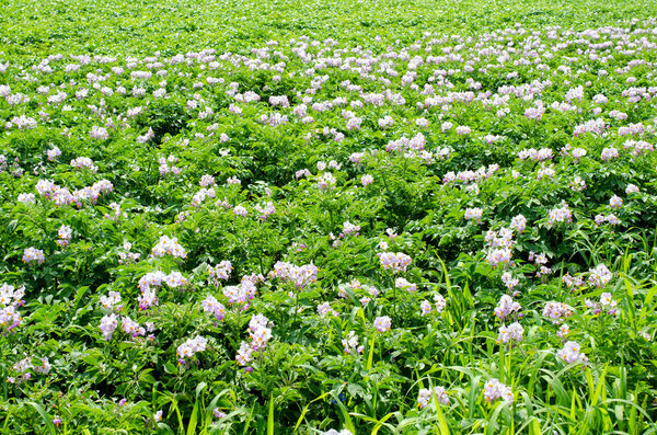 Органическое земледелие
