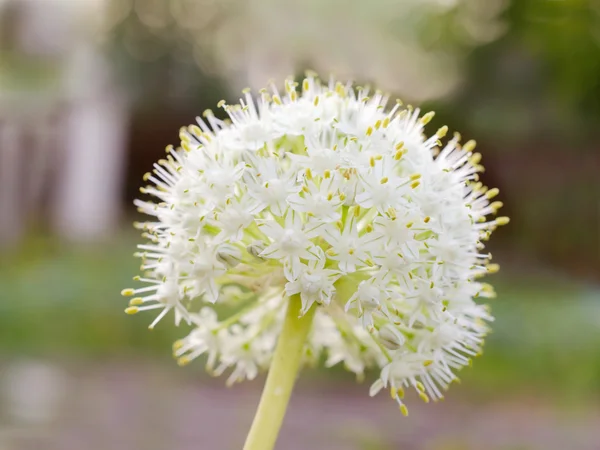 Blooming onion flower in the garden — Stock Photo, Image