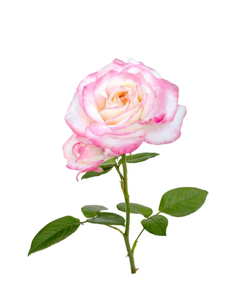 Pink rose  'Laminuet' — Stockfoto