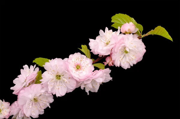 Blossoming Almond branch — Stock Photo, Image