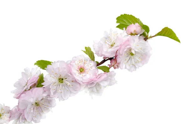 Blossoming Almond branch — Stock Photo, Image