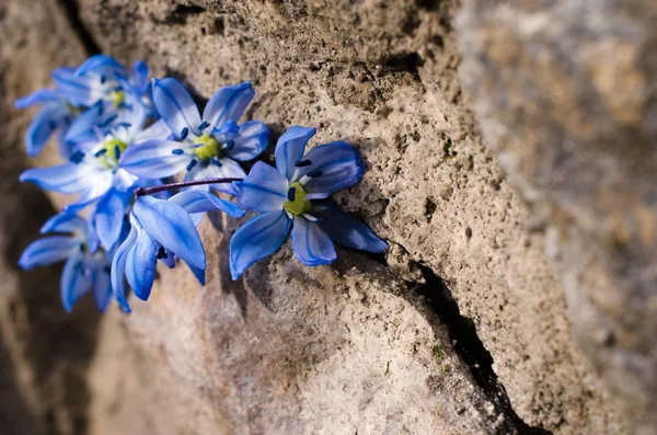 Pierwszy bluebell kwiaty są w szczelinę duży kamień — Zdjęcie stockowe