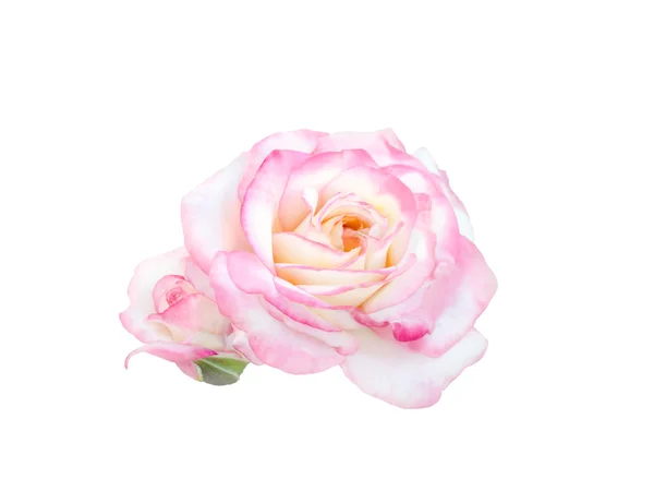 Finom gyönyörű rózsaszín rózsa — Stock Fotó