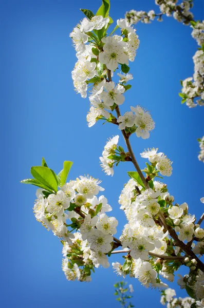 Flores de cerezo — Foto de Stock