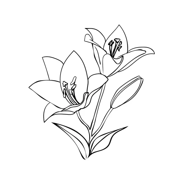 Croquis de Lily . — Image vectorielle