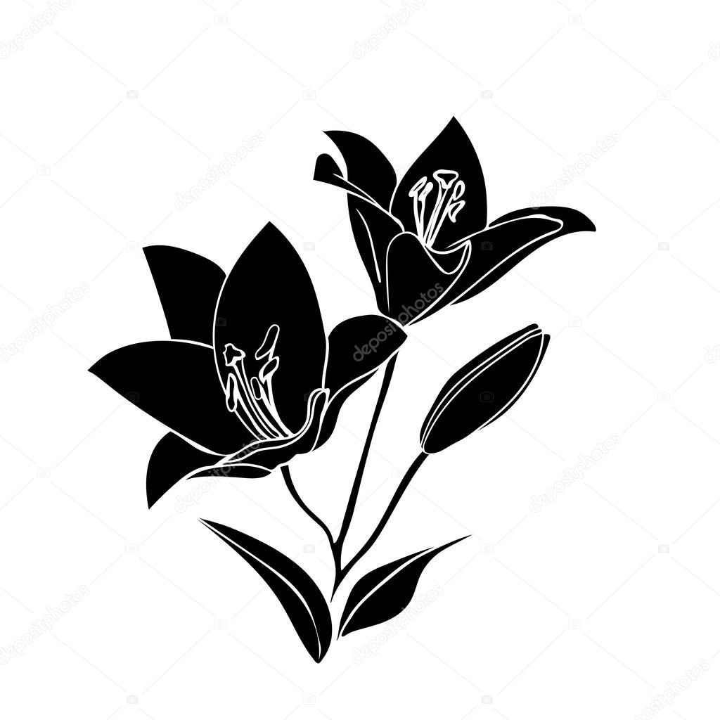 Silhouette Lily Stock Vector Image By C Likka