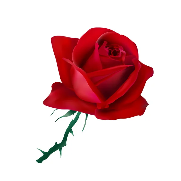 Rose rouge — Image vectorielle