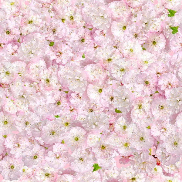 Bezešvé pattern růžový mandle — Stock fotografie