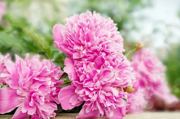 Grandes flores de peonía — Foto de Stock