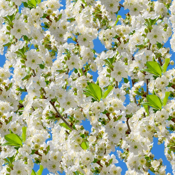 Flores de cerezo patrón sin costuras — Foto de Stock