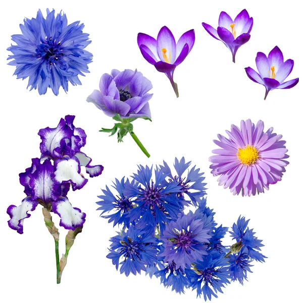 Collectie van paarse en blauwe bloemen — Stockfoto