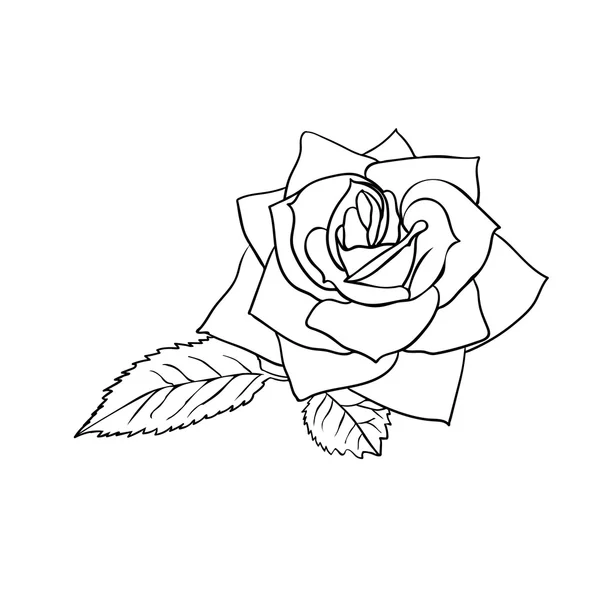 Růže skica. — Stockový vektor