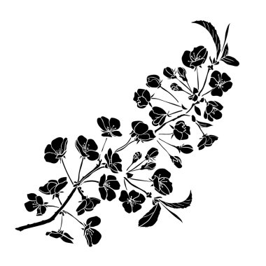 dal kiraz çiçekleri 