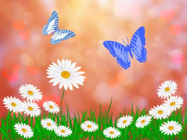 Daisy tekerlek yumuşak renkli arka plan üzerinde