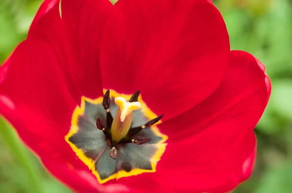 Μακροεντολή closeup της ένα κόκκινο χρωματισμένο τουλίπα — Φωτογραφία Αρχείου