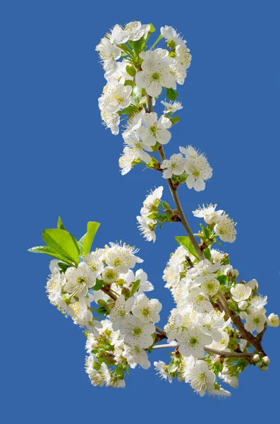 Fiori di ciliegio — Foto Stock