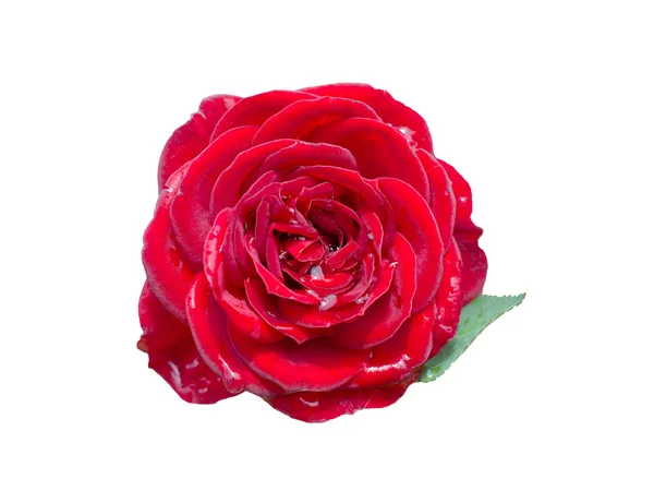玫瑰的露珠 — 图库照片