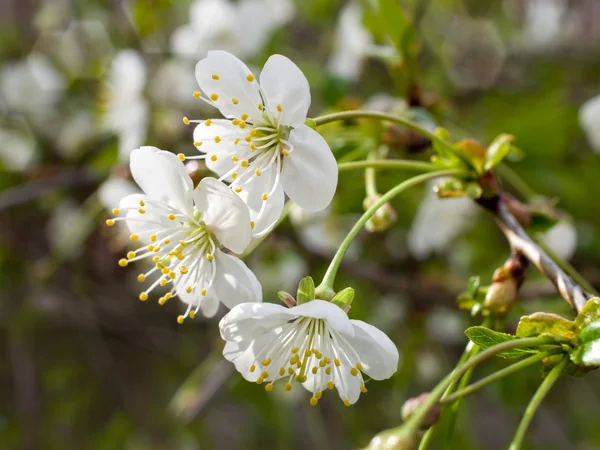 Fleurs de cerisier — Photo