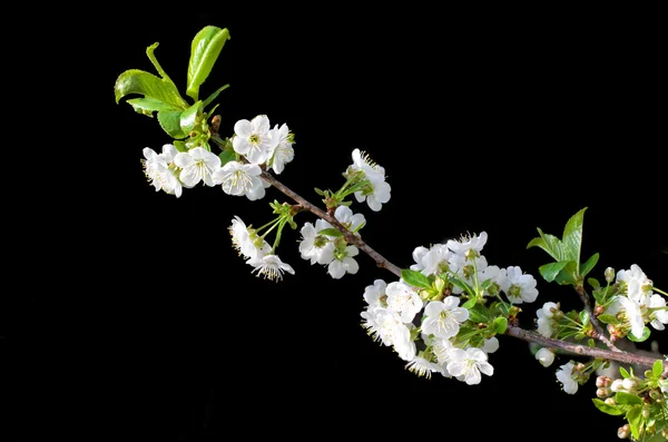 Flores de cerezo — Foto de Stock