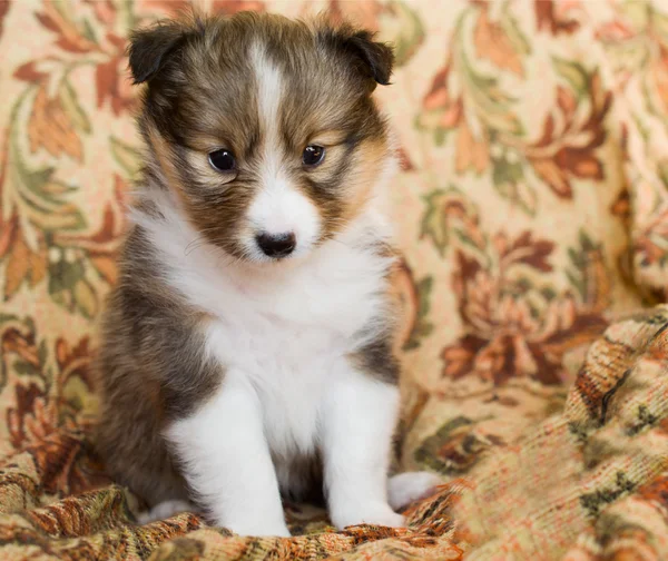 设得兰群岛牧羊犬小狗 — 图库照片