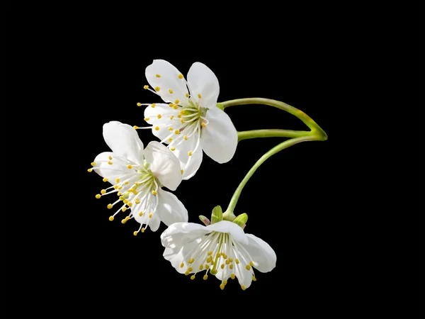 Kersenbloesems — Stockfoto