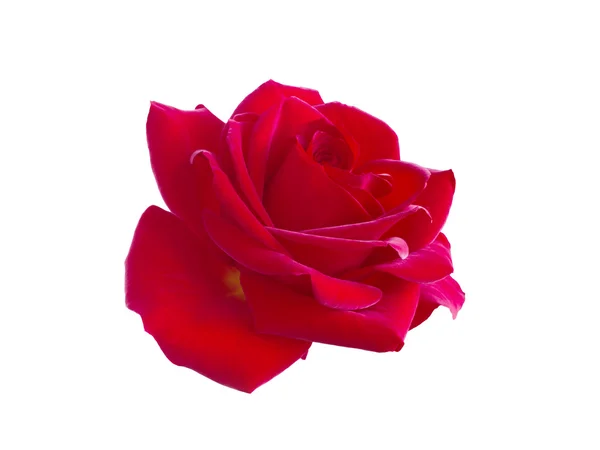 Rosa roja — Foto de Stock