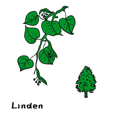 Set linden dalları yaprakları ile