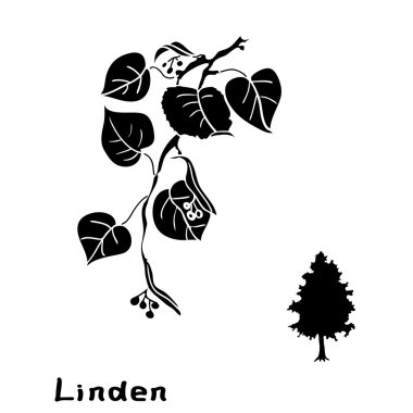 Set linden dalları yaprakları ile