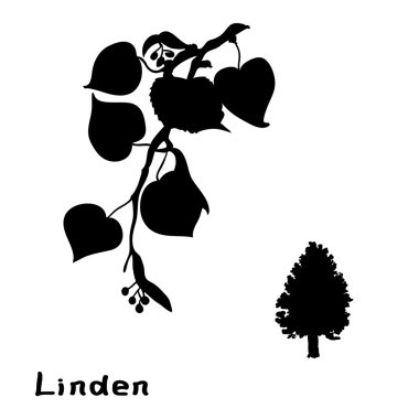 Set linden dalları yaprakları ile