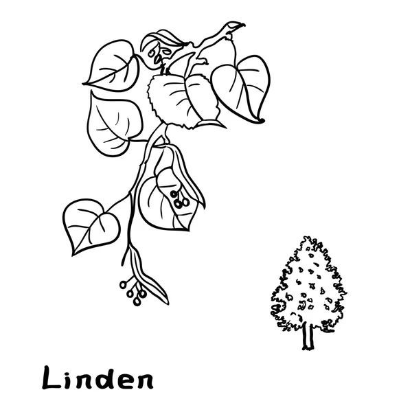 Set linden branches with leaves — Stock Vector