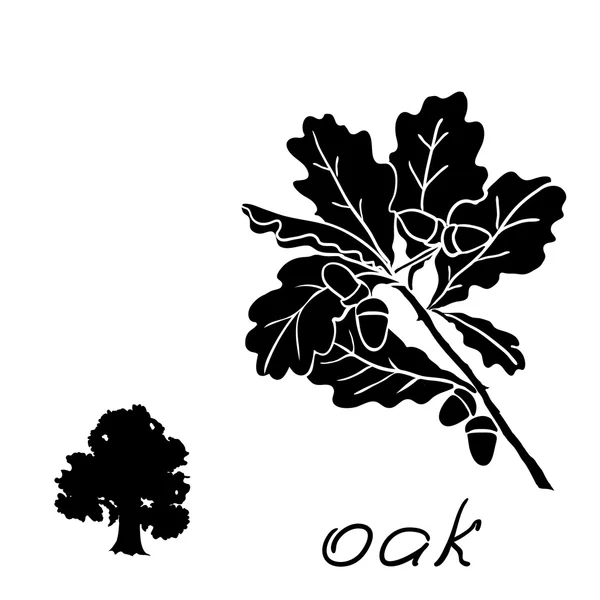 Set oak branches with leaves and acorns — Stock Vector