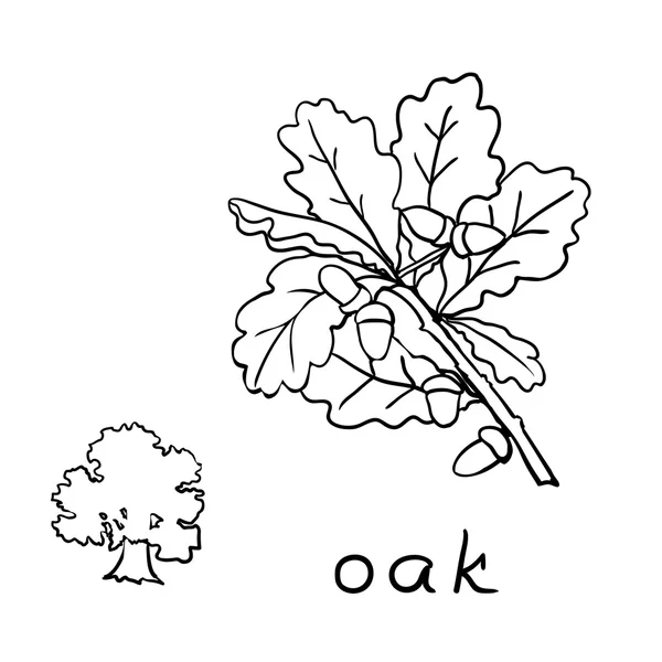 Set rami di quercia con foglie e ghiande — Vettoriale Stock